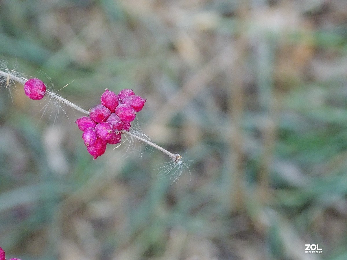 植物园——完结篇（2018.12.31——4）