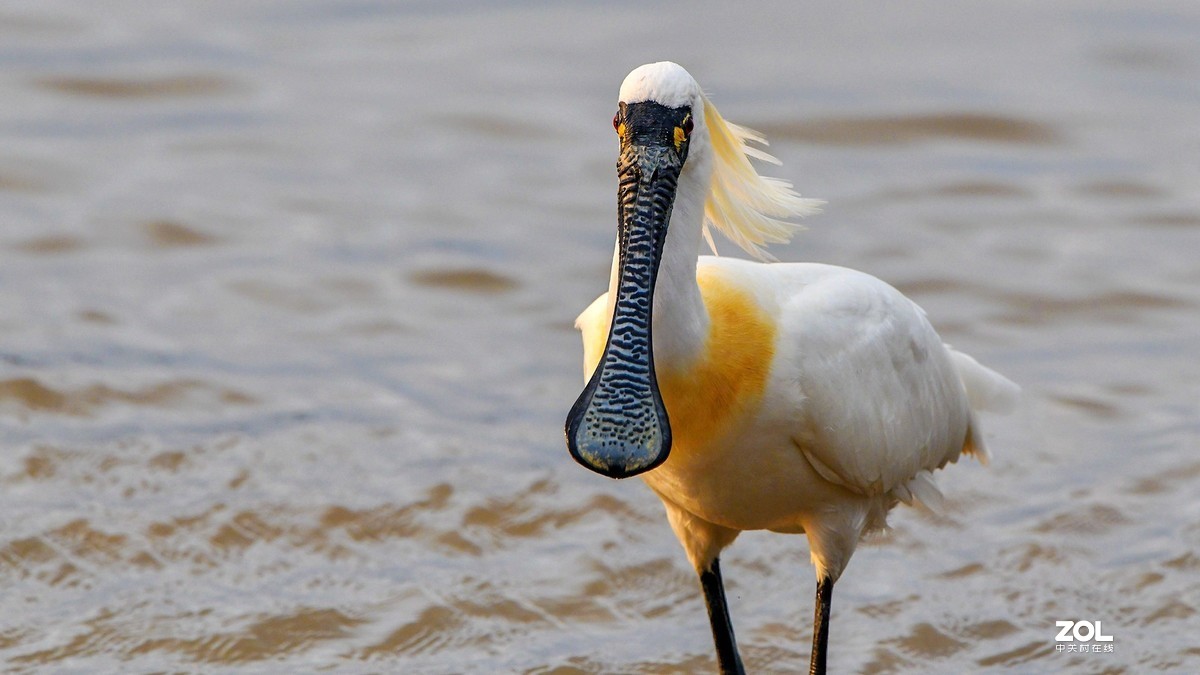 深圳湾繁殖羽的黑脸琵鹭