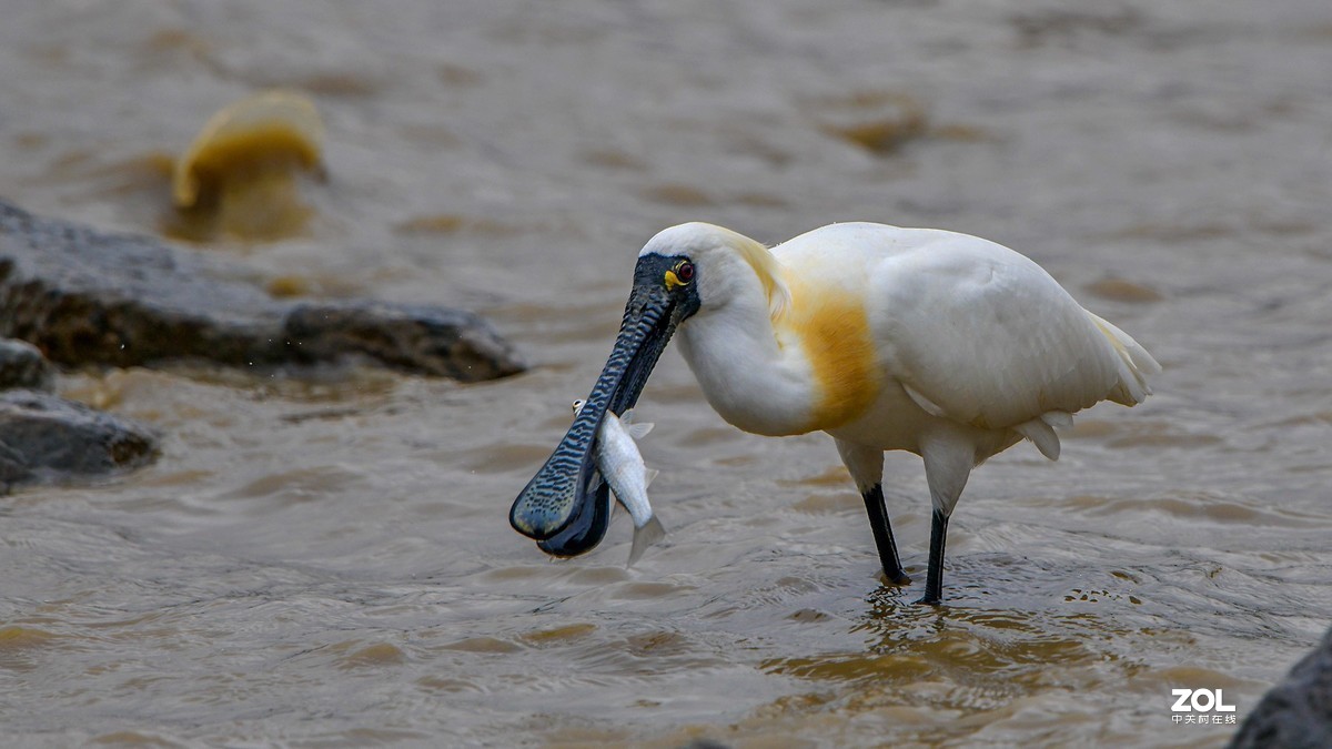 深圳湾繁殖羽的黑脸琵鹭