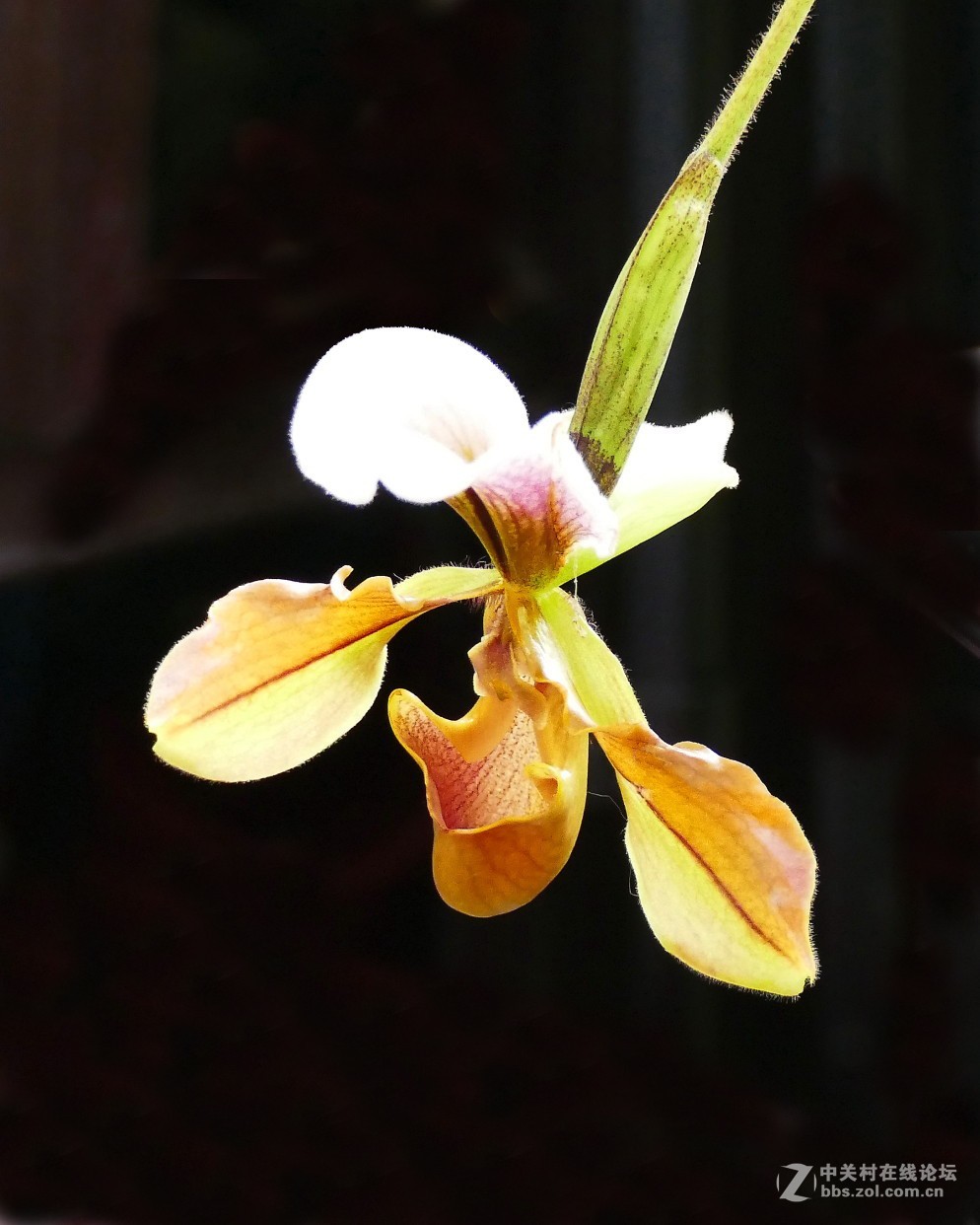 中山公园慧芳园兰花展