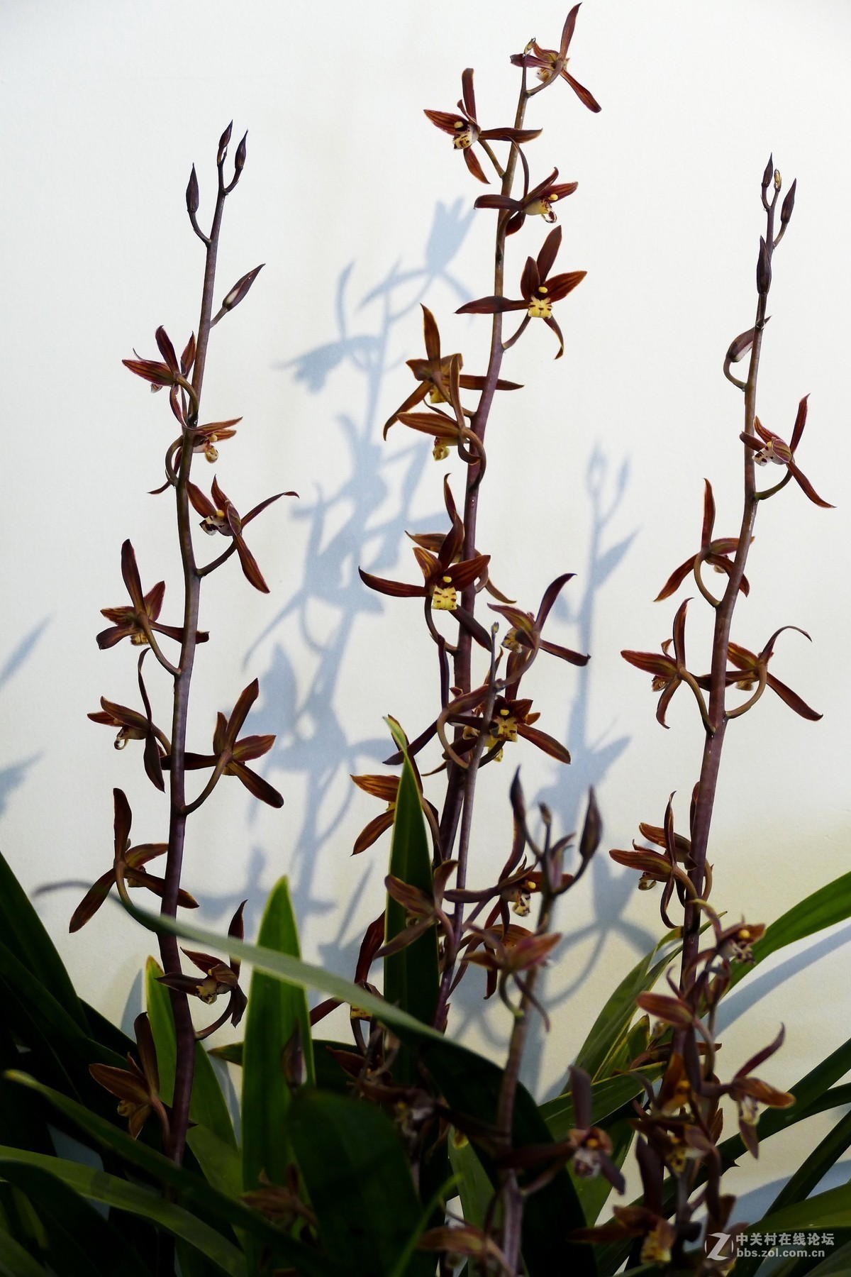 中山公园慧芳园兰花展