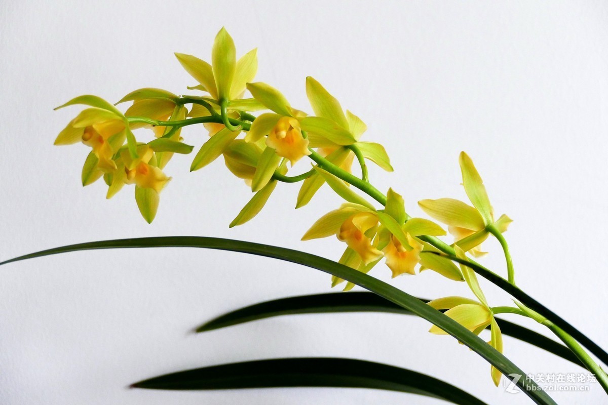 中山公园慧芳园兰花展