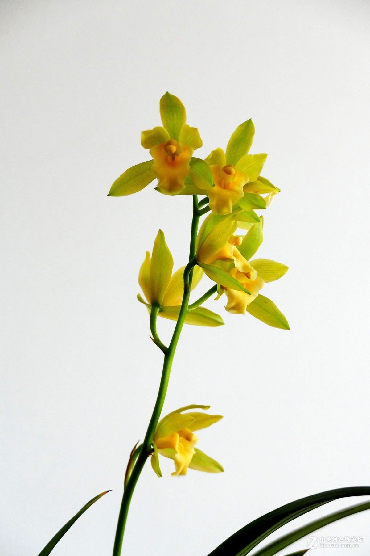 中山公园慧芳园兰花展