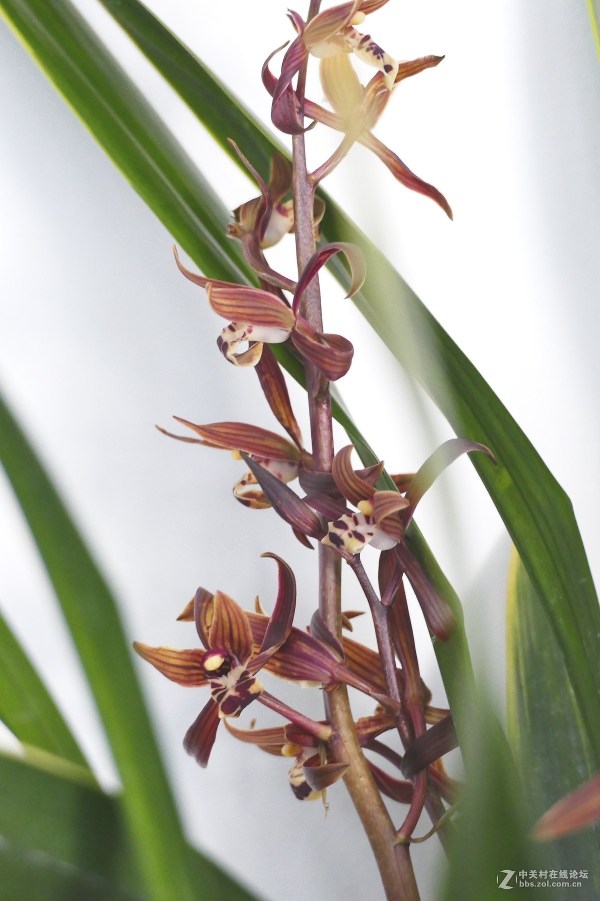 中山公园慧芳园兰花展