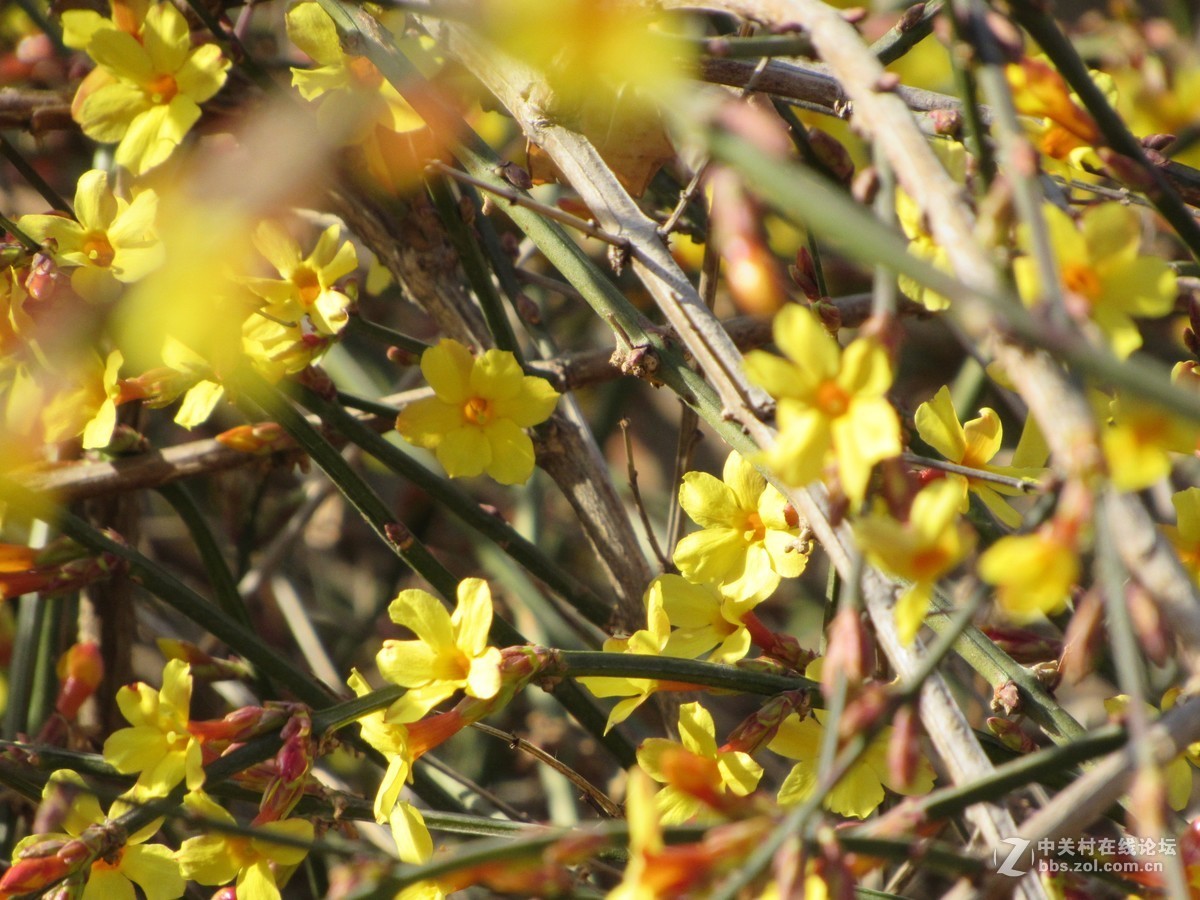 #抓住阳光来作画#春的感觉我用佳能来捕捉