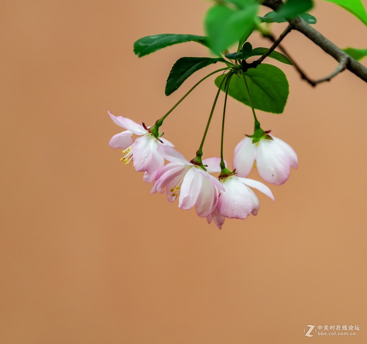 初摄垂枝海棠花
