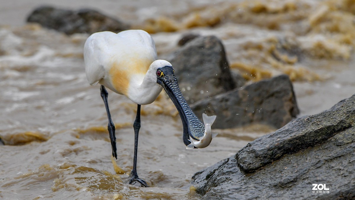 深圳湾繁殖羽的黑脸琵鹭