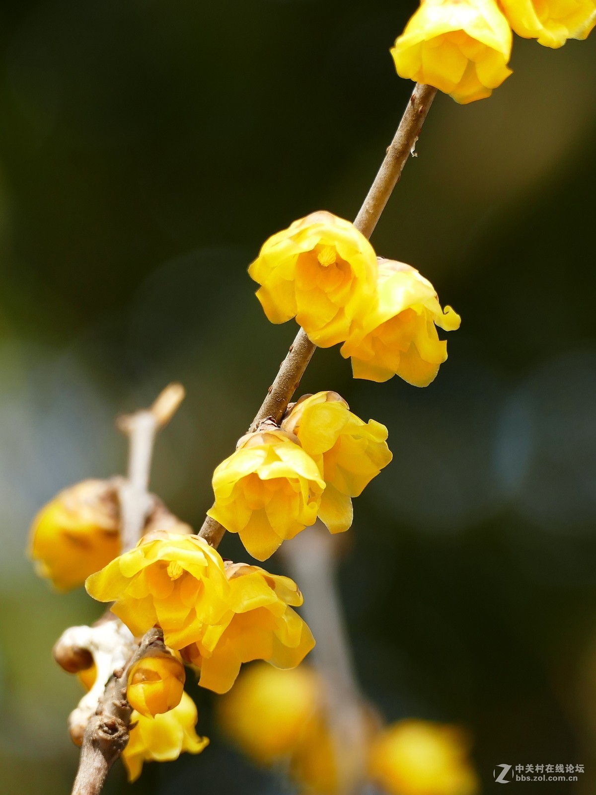 中山公园慧芳园兰花展