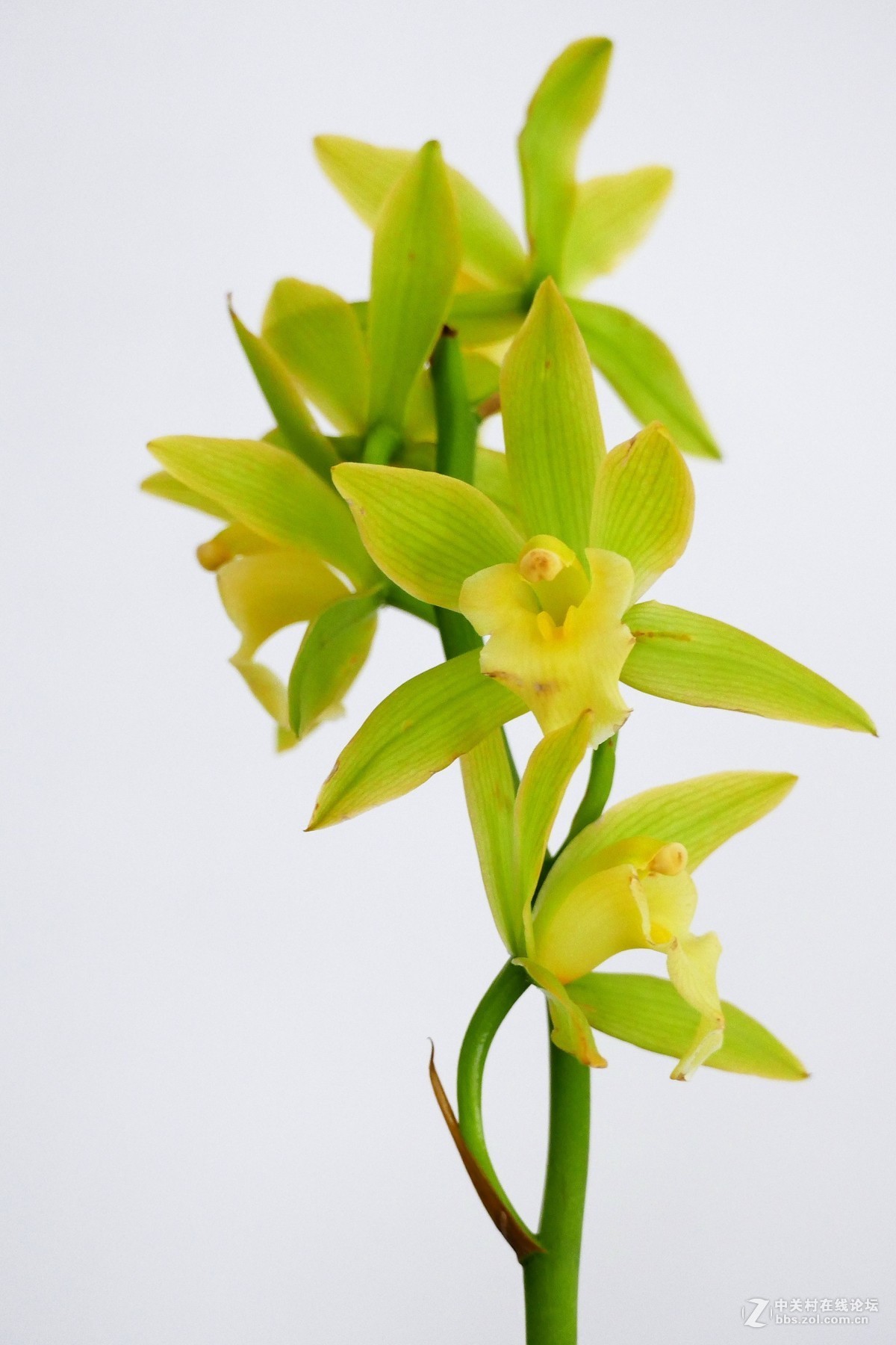 中山公园慧芳园兰花展