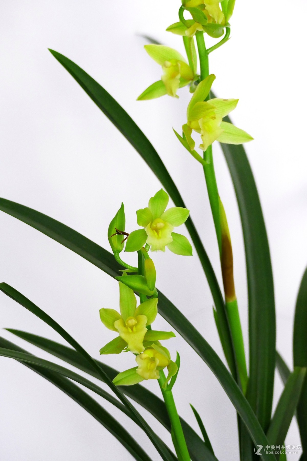 中山公园慧芳园兰花展