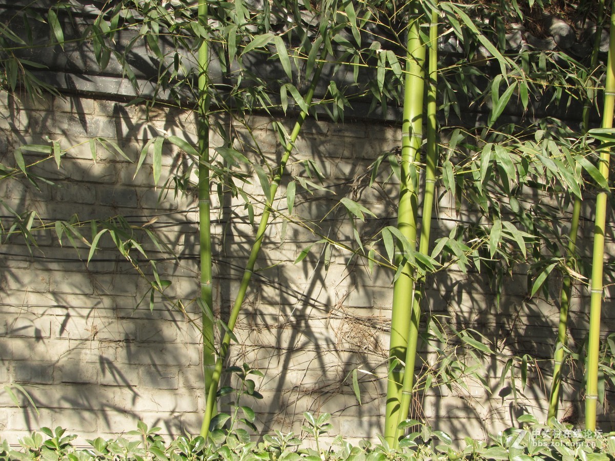 #抓住阳光来作画#春的感觉我用佳能来捕捉