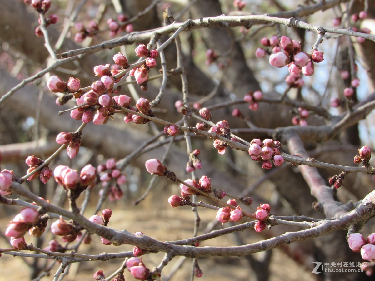 #抓住阳光来作画#春的感觉我用佳能来捕捉