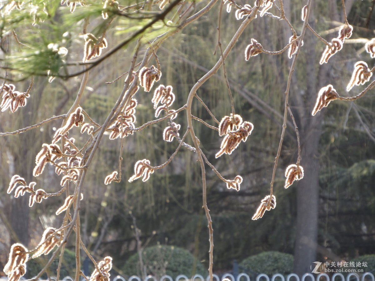 #抓住阳光来作画#春的感觉我用佳能来捕捉