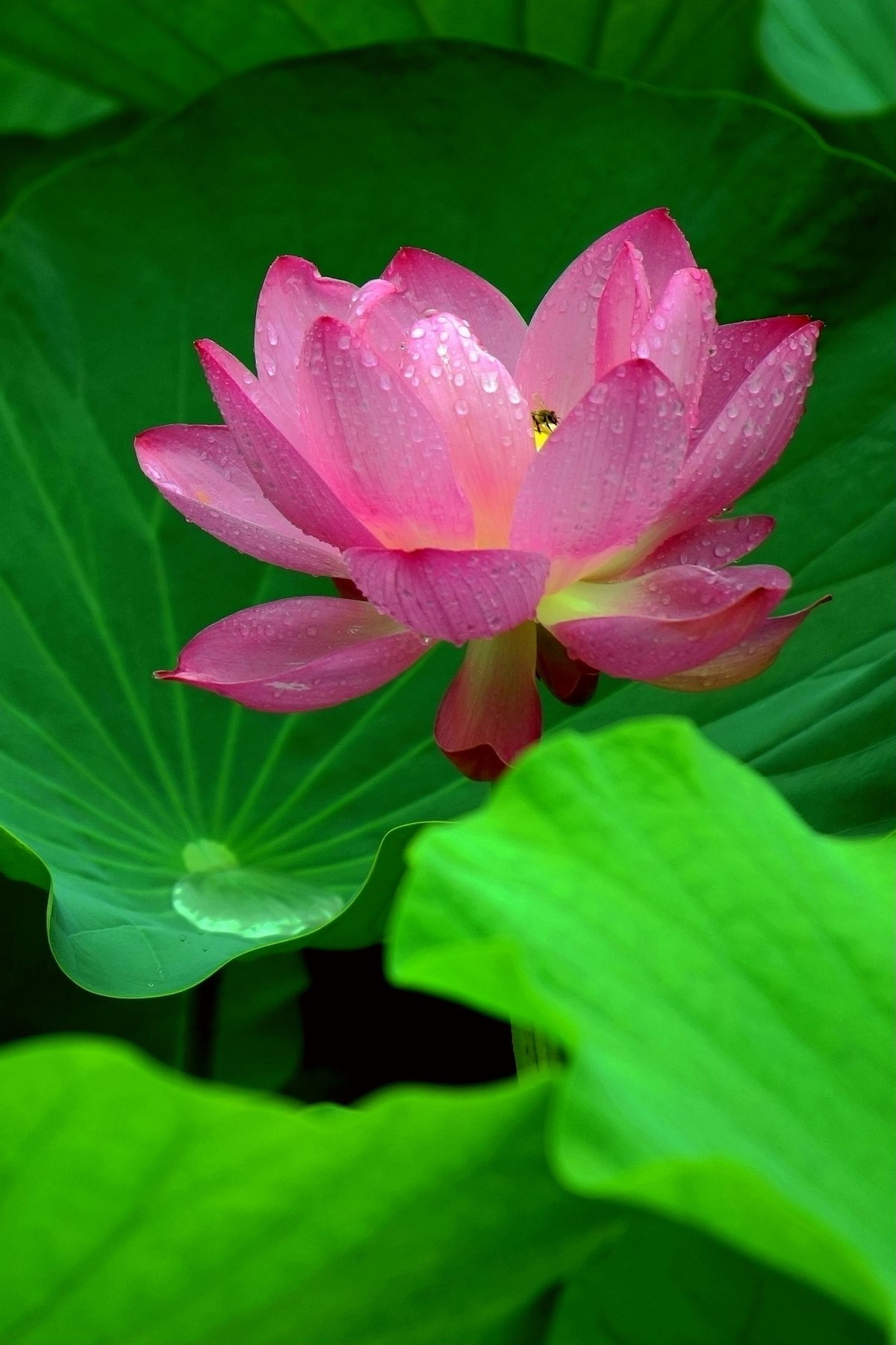 平安公园拍荷花