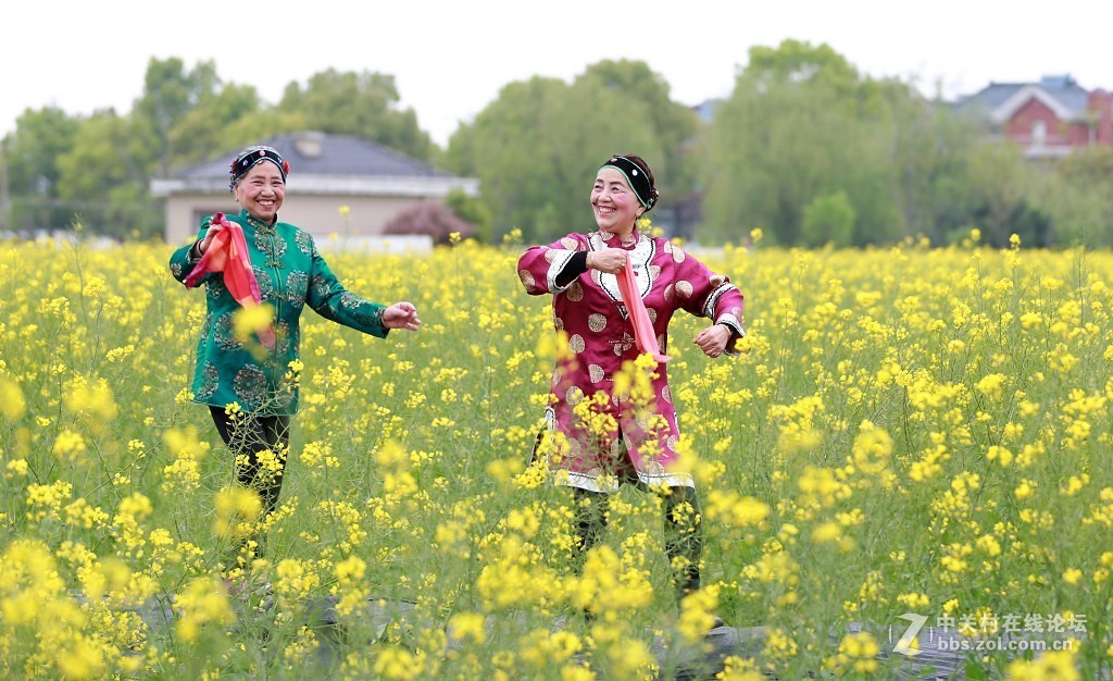 最美村光罗店油菜花田间的媒婆姐妹