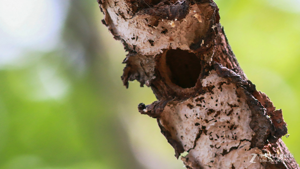 抓拍斑姬啄木鸟筑巢好辛苦