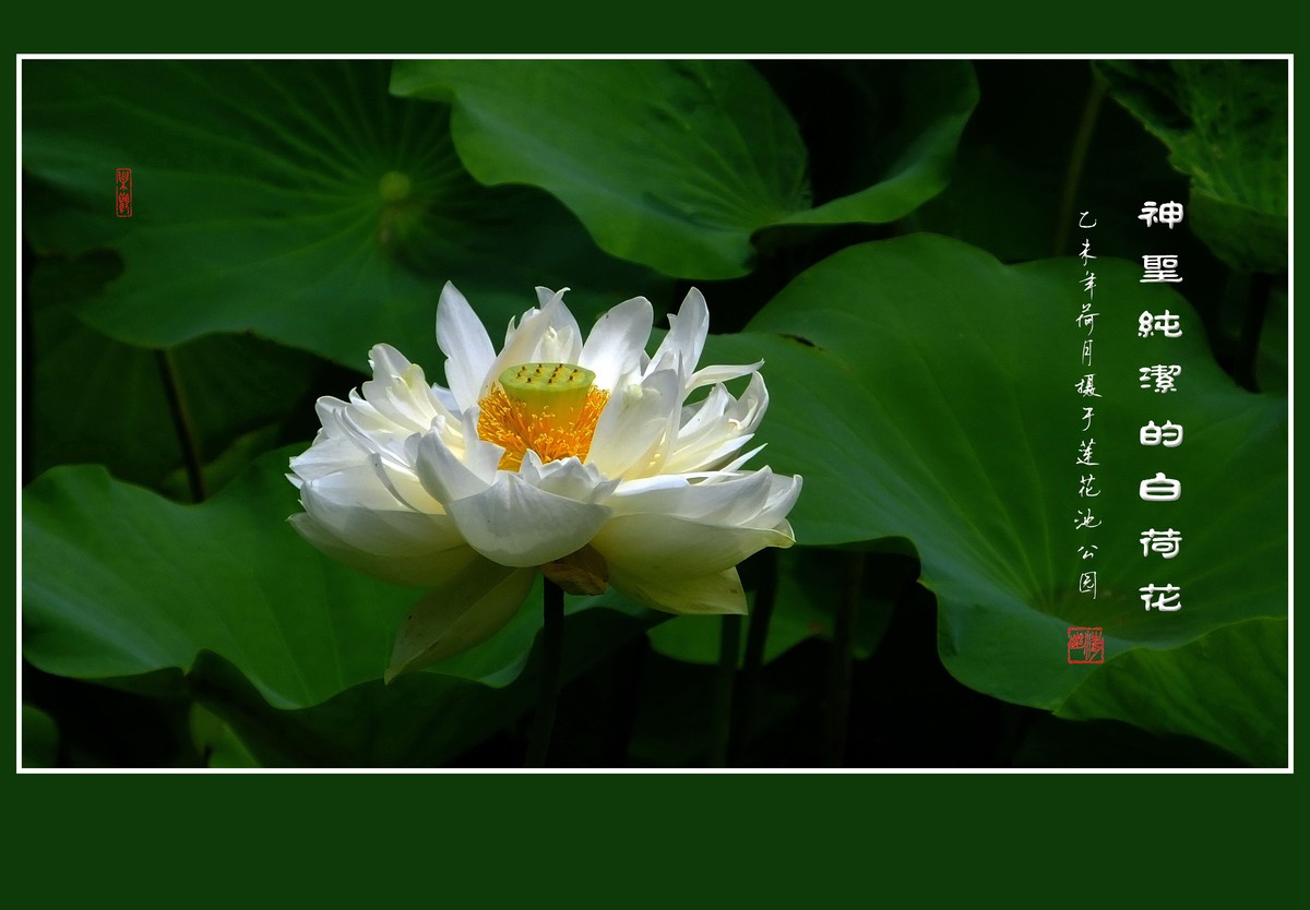 神圣纯洁的白荷花