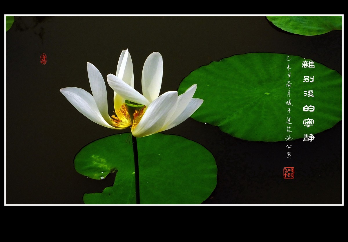 神圣纯洁的白荷花