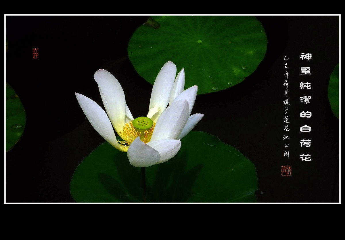 神圣纯洁的白荷花