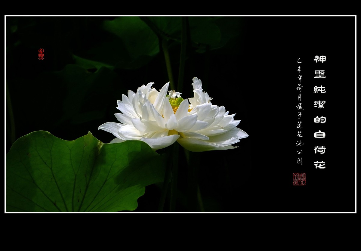 神圣纯洁的白荷花