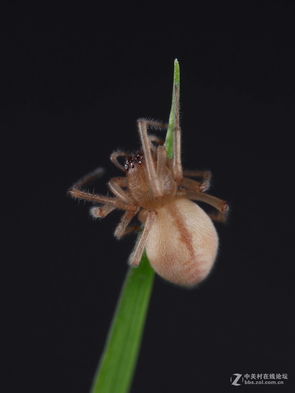 微距047白腹蜘蛛