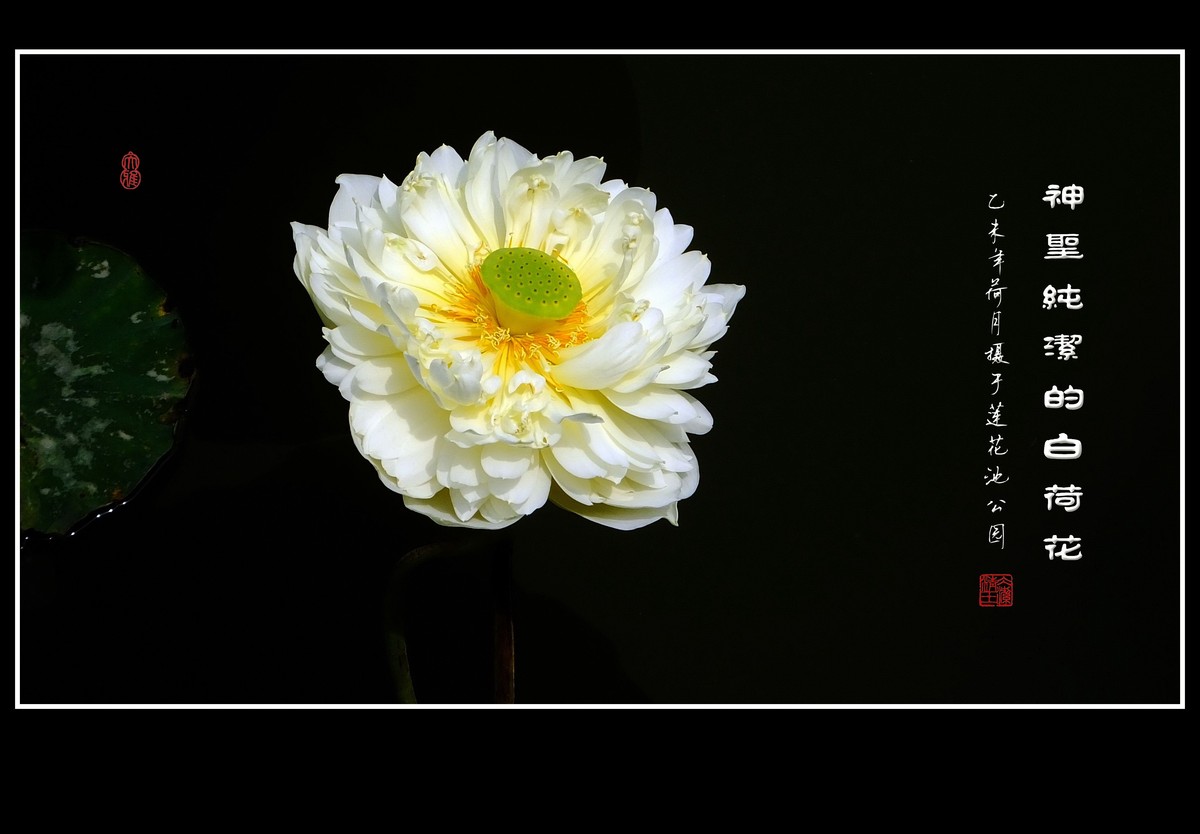 神圣纯洁的白荷花