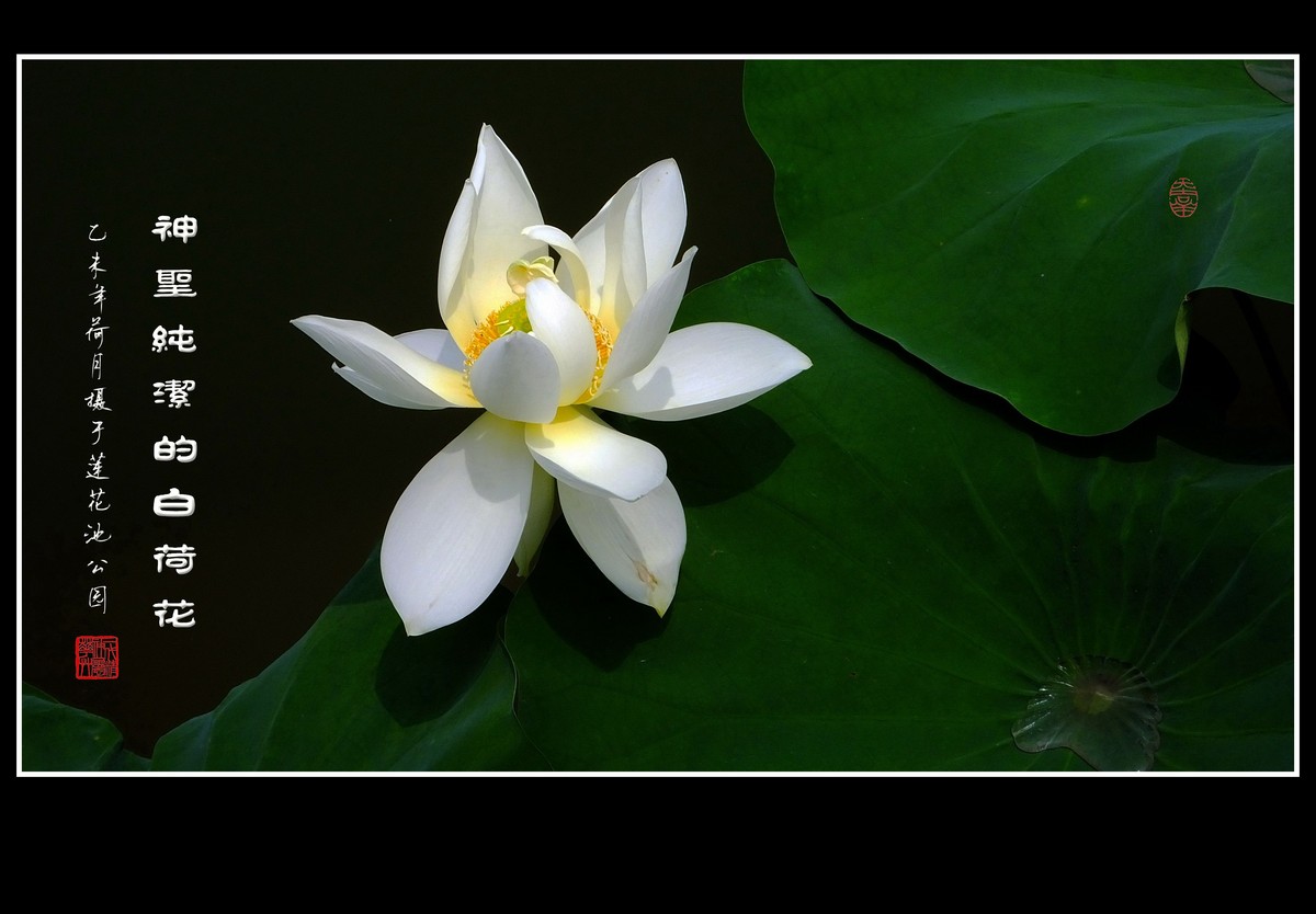 神圣纯洁的白荷花