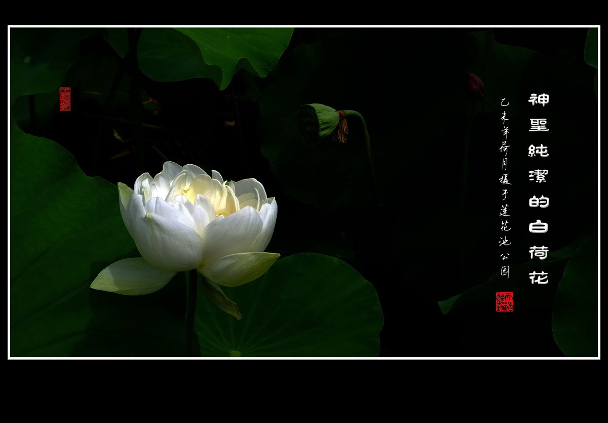 神圣纯洁的白荷花