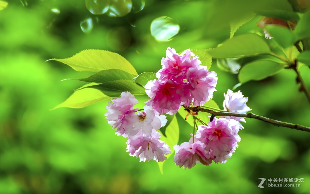 樱花，已是绿肥红瘦（三）