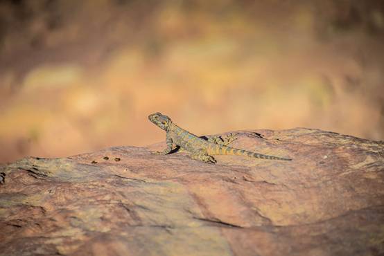 约旦“夺宝奇兵”