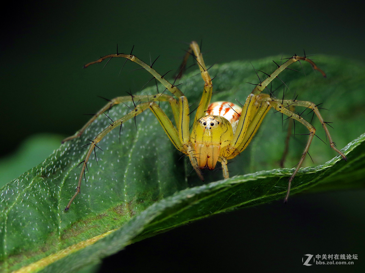 一组夏天的昆虫