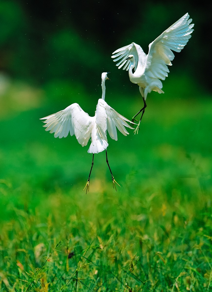 【老张光影】双白鹭齐飞经典飞姿30张（任本版版主服务贴）