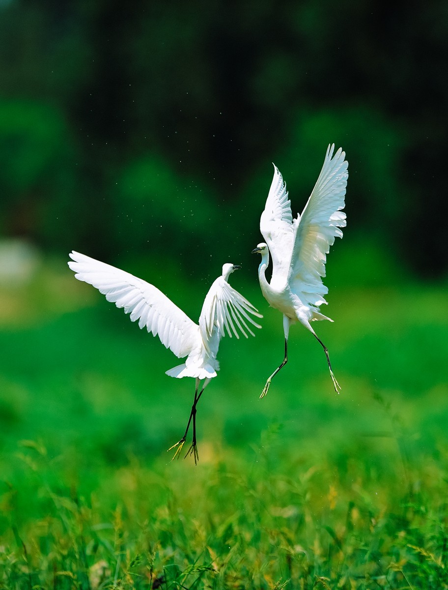【老张光影】双白鹭齐飞经典飞姿30张（任本版版主服务贴）