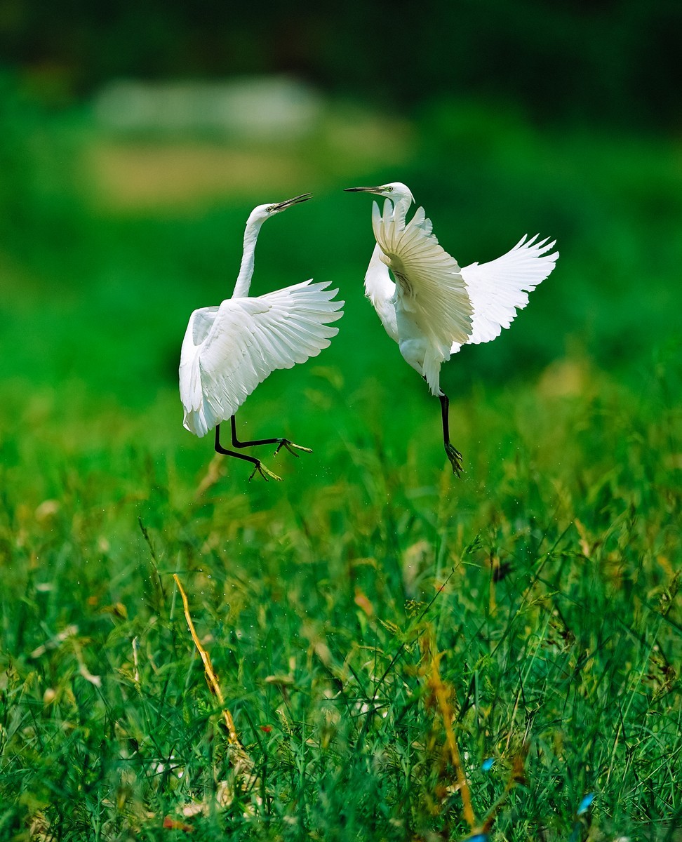 【老张光影】双白鹭齐飞经典飞姿30张（任本版版主服务贴）