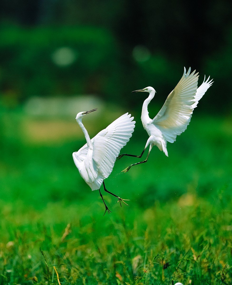 【老张光影】双白鹭齐飞经典飞姿30张（任本版版主服务贴）