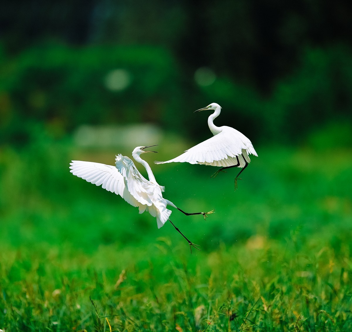 【老张光影】双白鹭齐飞经典飞姿30张（任本版版主服务贴）