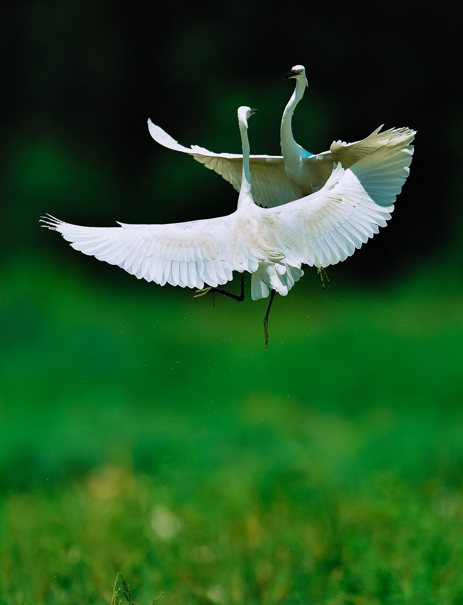 【老张光影】双白鹭齐飞经典飞姿30张（任本版版主服务贴）