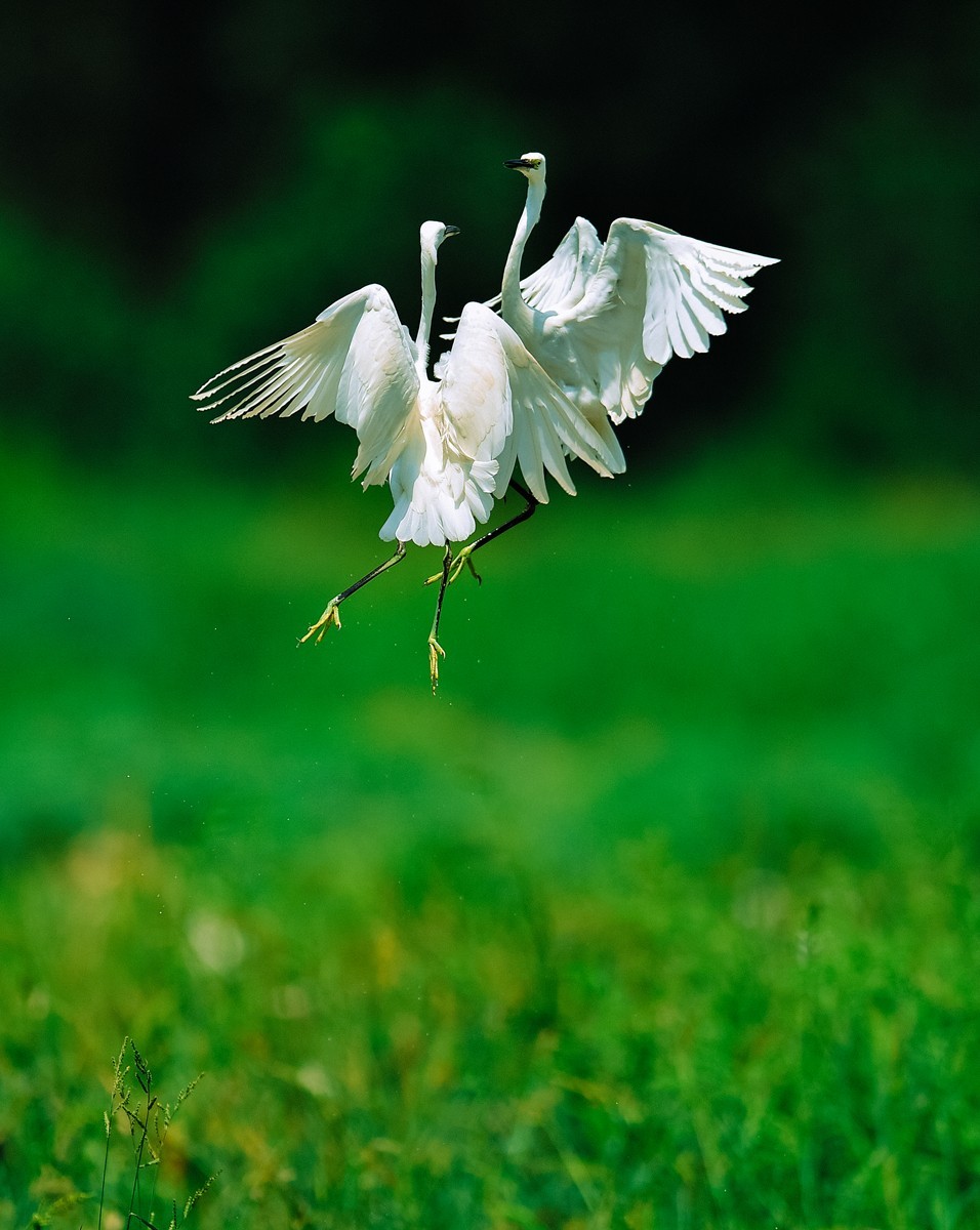 【老张光影】双白鹭齐飞经典飞姿30张（任本版版主服务贴）