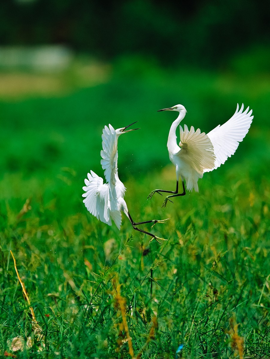 【老张光影】双白鹭齐飞经典飞姿30张（任本版版主服务贴）