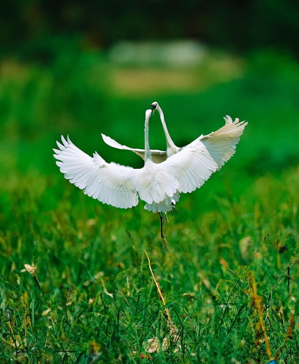 【老张光影】双白鹭齐飞经典飞姿30张（任本版版主服务贴）