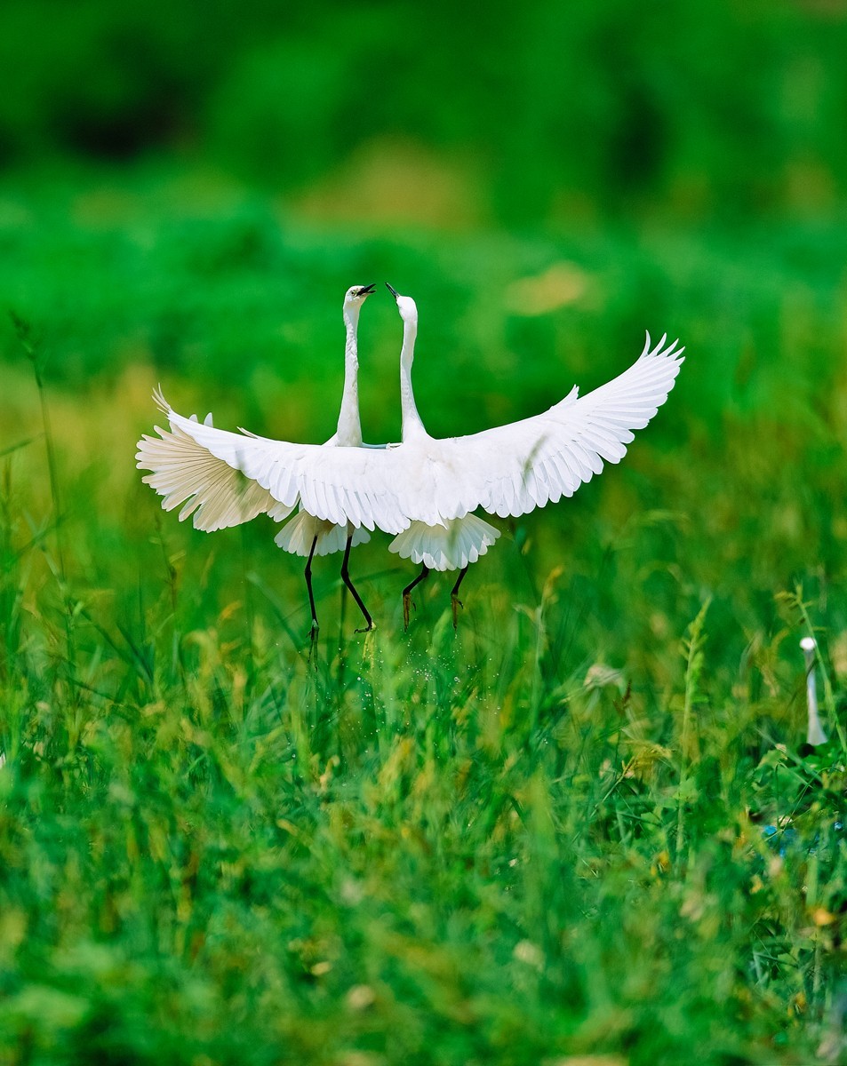 【老张光影】双白鹭齐飞经典飞姿30张（任本版版主服务贴）