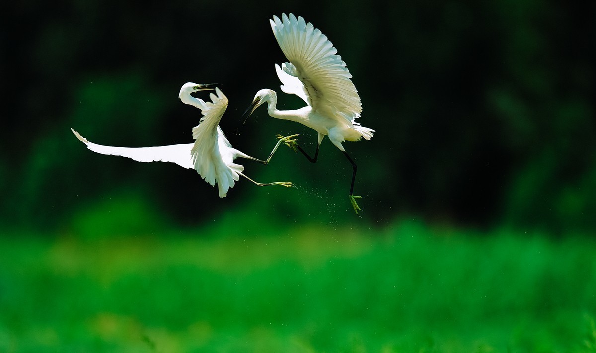【老张光影】双白鹭齐飞经典飞姿30张（任本版版主服务贴）