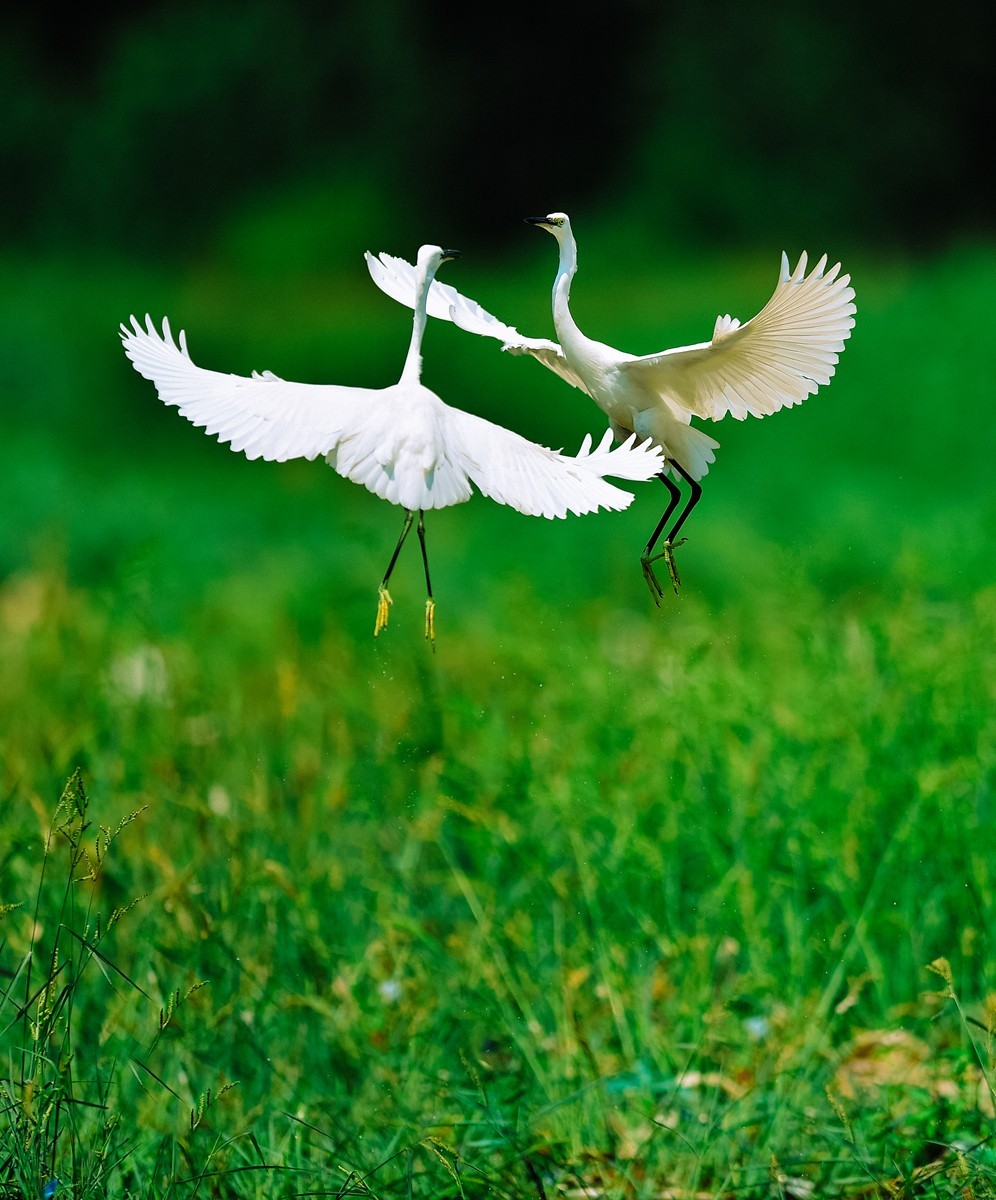 【老张光影】双白鹭齐飞经典飞姿30张（任本版版主服务贴）