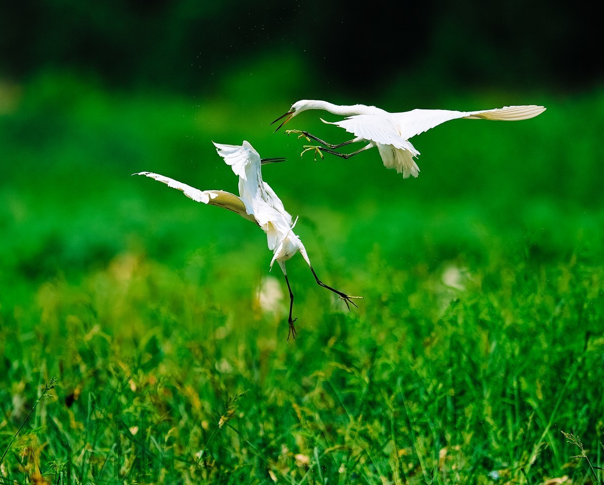 【老张光影】双白鹭齐飞经典飞姿30张（任本版版主服务贴）