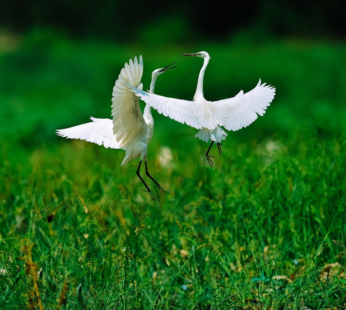 【老张光影】双白鹭齐飞经典飞姿30张（任本版版主服务贴）