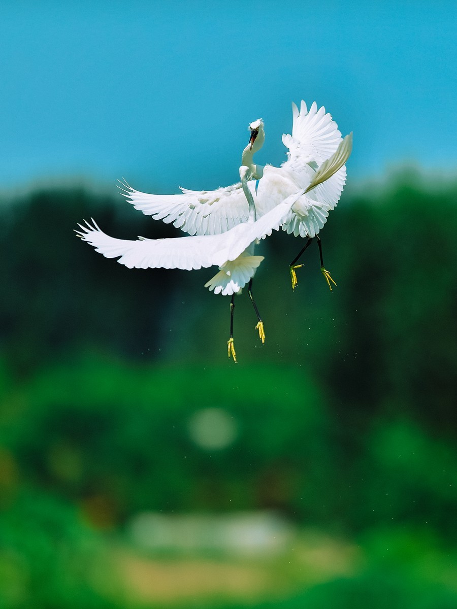 【老张光影】双白鹭齐飞经典飞姿30张（任本版版主服务贴）