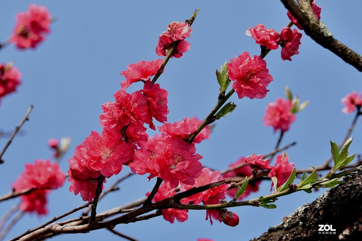 紅櫻花3