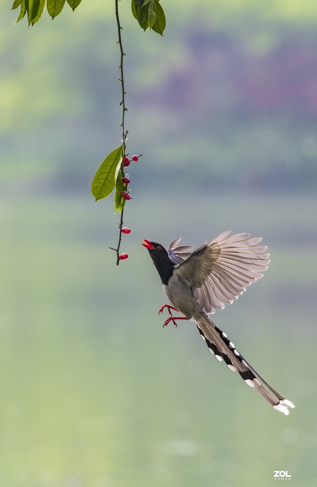 20190414杭州西湖茅家埠上香古道学拍红嘴蓝鹊