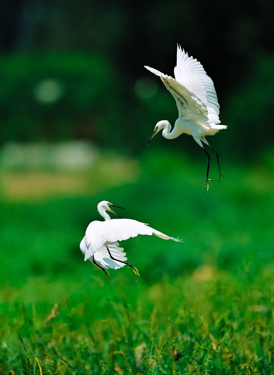 【老张光影】双白鹭齐飞经典飞姿30张（任本版版主服务贴）