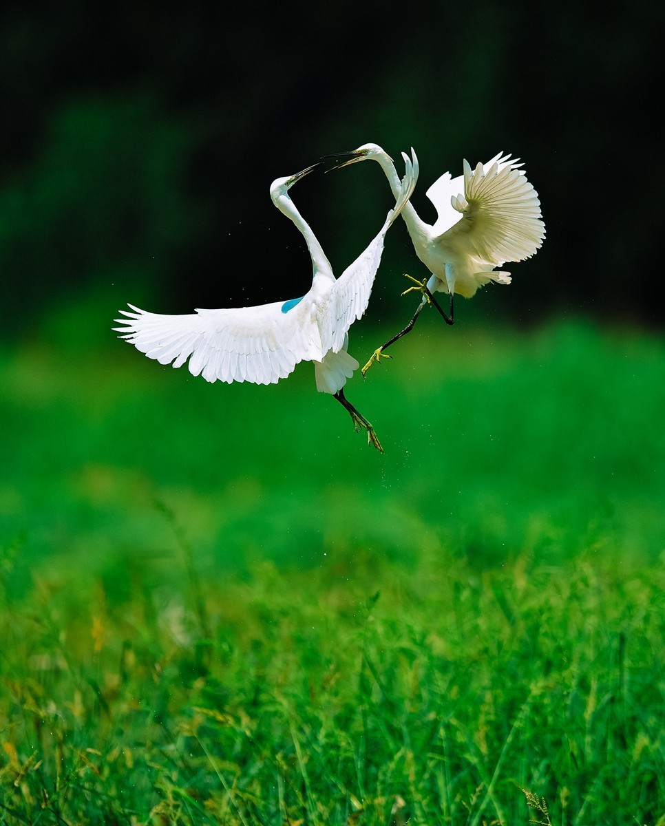 【老张光影】双白鹭齐飞经典飞姿30张（任本版版主服务贴）